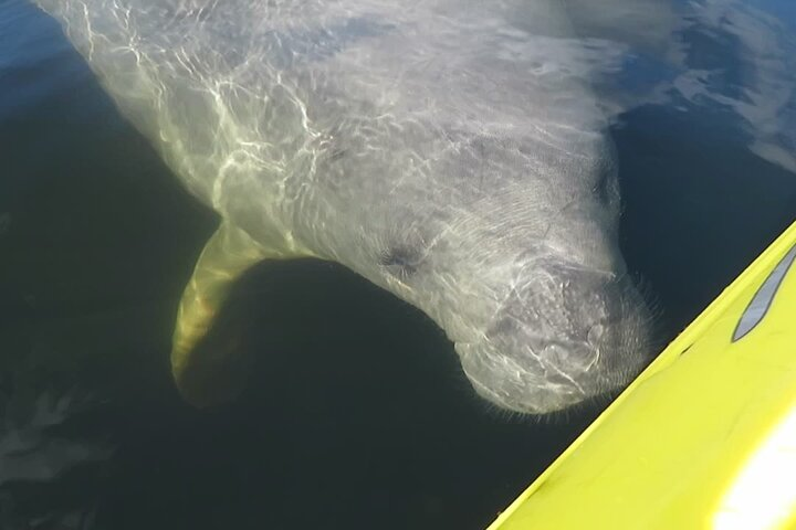 A manatee approaching the kayak.